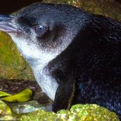 Little penguin | Kororā. Close view of head of adult. Poor Knights Islands, November 1977. Image &copy; Albert Aanensen by Albert Aanensen