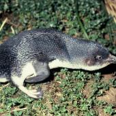 Little penguin. Adult with neck outstretched. Rangatira Island, Chatham Islands, January 1991. Image &copy; Alan Tennyson by Alan Tennyson