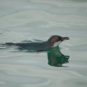 Little penguin. Adult swimming. Aramoana Mole, Dunedin, February 2011. Image &copy; Craig McKenzie by Craig McKenzie