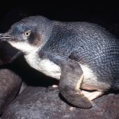 Little penguin | Kororā. Adult in profile. Little Barrier Island. Image &copy; Terry Greene by Terry Greene