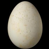Little penguin. Egg 61.0 x 44.1 mm (NMNZ OR.015313, collected by Frederich-Carl Kinsky). Matiu/Somes Island, Wellington, October 1954. Image &copy; Te Papa by Jean-Claude Stahl