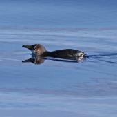 Little penguin. Adult swimming. Hauraki Gulf, January 2014. Image &copy; Alexander Viduetsky by Alexander Viduetsky