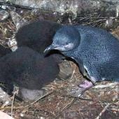 Little penguin. Adult with chicks. Mana Island, November 2012. Image &copy; Colin Miskelly by Colin Miskelly