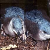 Little penguin. Chicks close to fledging. Kapiti Island, January 1989. Image &copy; Colin Miskelly by Colin Miskelly