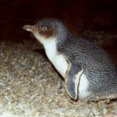 Little penguin. Adult white-flippered penguin in breeding cave. Flea Bay, Banks Peninsula, October 1986. Image &copy; Colin Miskelly by Colin Miskelly