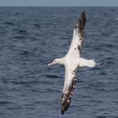 Wandering albatross. Adult in flight. At sea off Wollongong, New South Wales, Australia, September 2010. Image &copy; Brook Whylie by Brook Whylie www.sossa-international.org