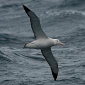 Wandering albatross. Sub-adult in flight, ventral. Drake Passage, December 2006. Image &copy; Nigel Voaden by Nigel Voaden http://www.flickr.com/photos/nvoaden/