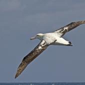 Wandering albatross. Adult fying. At sea off Falkland Islands, January 2016. Image &copy; Rebecca Bowater  by Rebecca Bowater FPSNZ AFIAP www.floraandfauna.co.nz
