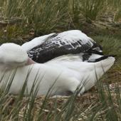 Wandering albatross. Adult sleeping on nest. Prion Island,  South Georgia, January 2016. Image &copy; Rebecca Bowater  by Rebecca Bowater FPSNZ AFIAP www.floraandfauna.co.nz