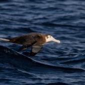 Wandering albatross | Toroa. Juvenile in flight. At sea off Otago Peninsula, June 2022. Image &copy; Oscar Thomas by Oscar Thomas