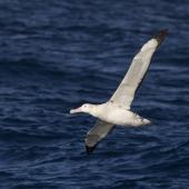 Wandering albatross | Toroa. Adult in flight. At sea off Otago Peninsula, May 2021. Image &copy; Oscar Thomas by Oscar Thomas