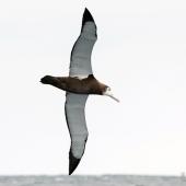 Wandering albatross | Toroa. Juvenile in flight, ventral. The Petrel Station pelagic offshore from Tutukaka, March 2024. Image &copy; Scott Brooks, www.thepetrelstation.nz by Scott Brooks