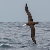 Wandering albatross | Toroa. Juvenile in flight, dorsal. The Petrel Station pelagic offshore from Tutukaka, March 2024. Image &copy; Scott Brooks, www.thepetrelstation.nz by Scott Brooks