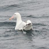 Wandering albatross. Resting on the water. Approaching South Georgia, from the Falklands, December 2015. Image &copy; Cyril Vathelet  by Cyril Vathelet