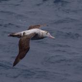 Wandering albatross | Toroa. Adult female in flight, dorsal. South of St Paul Island, Southern Indian Ocean, January 2016. Image &copy; Colin Miskelly by Colin Miskelly