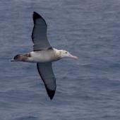 Wandering albatross | Toroa. Adult female in flight, ventral. South of St Paul Island, Southern Indian Ocean, January 2016. Image &copy; Colin Miskelly by Colin Miskelly