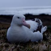Wandering albatross. Adult male on nest. Possession Island, Crozet Islands, December 2015. Image &copy; Colin Miskelly by Colin Miskelly