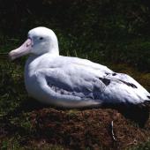 Wandering albatross. Adult male on nest. Possession Island, Crozet Islands, December 2015. Image &copy; Colin Miskelly by Colin Miskelly