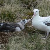 Wandering albatross. Adult feeding well-grown chick. Prion Island, South Georgia, November 2009. Image &copy; Tony Crocker by Tony Crocker