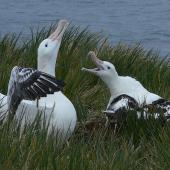 Wandering albatross | Toroa. Adults displaying at nest site. Prion Island, South Georgia, February 2008. Image &copy; Tony Crocker by Tony Crocker