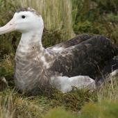 Antipodean albatross. Pale adult female. Antipodes Island, February 2011. Image &copy; David Boyle by David Boyle