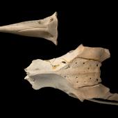 Chatham Island kaka. Upper mandible and pelvis (dorsal). Te Papa S.023285.3 & S.029990. South of Red Bluff, Long Beach, Chatham Island. Image &copy; Te Papa by Te Papa
