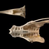 Chatham Island kaka. Upper mandible and pelvis (ventral). Te Papa S.023285.3 & S.029990. South of Red Bluff, Long Beach, Chatham Island. Image &copy; Te Papa by Te Papa