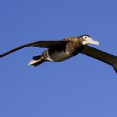 Antipodean albatross. Dark female in flight. Antipodes Island, April 2009. Image &copy; Mark Fraser by Mark Fraser