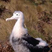 Antipodean albatross. Large chick at nest. Antipodes Island, October 1996. Image &copy; Terry Greene by Terry Greene