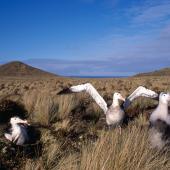 Antipodean albatross. Adult male and female plus offspring. Antipodes Island, October 1996. Image &copy; Terry Greene by Terry Greene