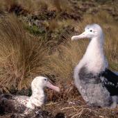 Antipodean albatross. Adult and chick at nest. Antipodes Island, October 1996. Image &copy; Terry Greene by Terry Greene