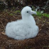 Antipodean albatross. Chick on nest. Pitt Island, May 2010. Image &copy; Graeme Taylor by Graeme Taylor