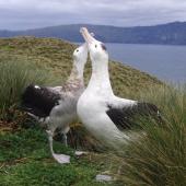 Antipodean albatross | Toroa. Gibson's albatrosses displaying at breeding ground (male on right). Disappointment Island,  Auckland Islands, January 2018. Image &copy; Colin Miskelly by Colin Miskelly