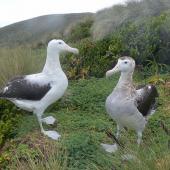 Antipodean albatross. Gibson's albatross pair. Disappointment Island,  Auckland Islands, January 2018. Image &copy; Alan Tennyson by Alan Tennyson