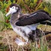 Antipodean albatross. Female on nest with egg. Campbell Island, January 2007. Image &copy; Ian Armitage by Ian Armitage