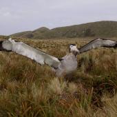 Antipodean albatross | Toroa. Male showing underwing. Antipodes Island, February 2009. Image &copy; Mark Fraser by Mark Fraser