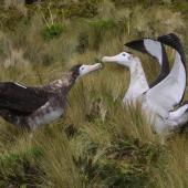 Antipodean albatross. Pair displaying, female left and male right. Antipodes Island, February 2009. Image &copy; Mark Fraser by Mark Fraser