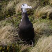 Antipodean albatross | Toroa. Chick close to fledging. Antipodes Island, January 2011. Image &copy; Mark Fraser by Mark Fraser