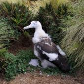 Antipodean albatross. Large chick. Antipodes Island, January 2011. Image &copy; Mark Fraser by Mark Fraser