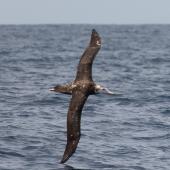 Antipodean albatross. Dorsal view of immature in flight. At sea off Whangaroa, Northland, January 2012. Image &copy; Michael Szabo by Michael Szabo