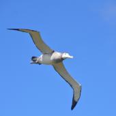 Antipodean albatross. Adult in flight. Campbell Island, January 2013. Image &copy; Kyle Morrison by Kyle Morrison