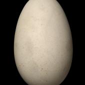 Antipodean albatross. Egg 121.1 x 78.3 mm (NMNZ OR.006719, collected by Captain John Bollons). Antipodes Island, January 1901. Image &copy; Te Papa by Jean-Claude Stahl