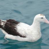 Antipodean albatross | Toroa. Adult on water. Off Kaikoura, June 2008. Image &copy; Alan Tennyson by Alan Tennyson