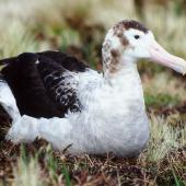 Antipodean albatross. Adult female showing feather details. Antipodes Island, October 1990. Image &copy; Colin Miskelly by Colin Miskelly