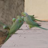 Rose-ringed parakeet. Flock. Bassi, Rajasthan, India, November 2008. Image &copy; Geoff de Lisle by Geoff de Lisle