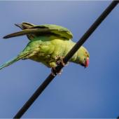 Rose-ringed parakeet. Female, perched, from below. Near Whangaparaoa, North Auckland, November 2013. Image &copy; Martin Sanders by Martin Sanders &nbsp;http://martinsanders.smugmug.com/&nbsp;