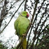 Rose-ringed parakeet. Adult in tree. Manukau Harbour, December 2015. Image &copy; Jacqui Geux by Jacqui Geux