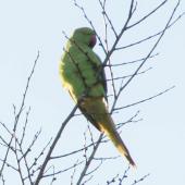 Rose-ringed parakeet. Adult. Keirunga Gardens, Havelock North, August 2017. Image &copy; Malcolm Rutherford by Malcolm Rutherford