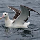 Southern royal albatross. Immature on water with wings raised. Kaikoura pelagic, October 2008. Image &copy; Duncan Watson by Duncan Watson