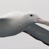 Southern royal albatross | Toroa. Adult in flight. Kaikoura pelagic, April 2023. Image &copy; Glenn Pure by Glenn Pure
